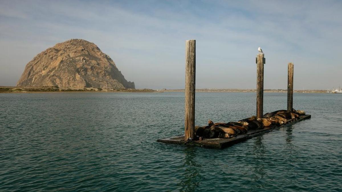 Sea Lions lounge on a floating dock in the middle of the Morro Bay Harbor.