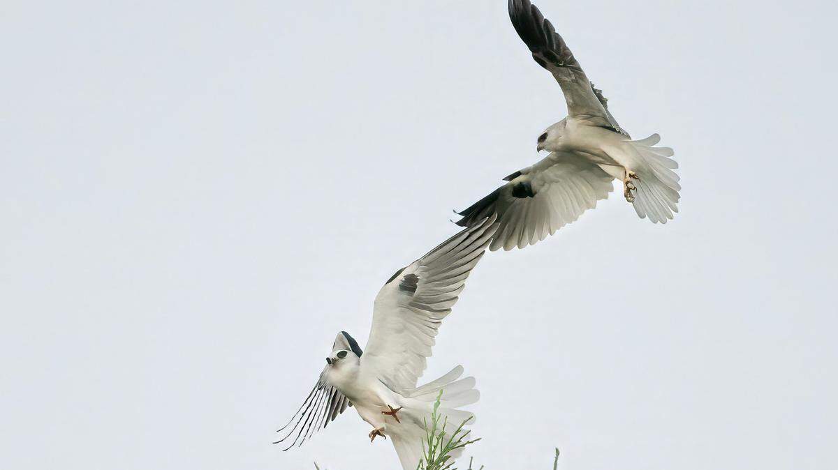 Three adult white-tailed kites mingle at Meadow Park in San Luis Obispo on Oct. 24, 2024.