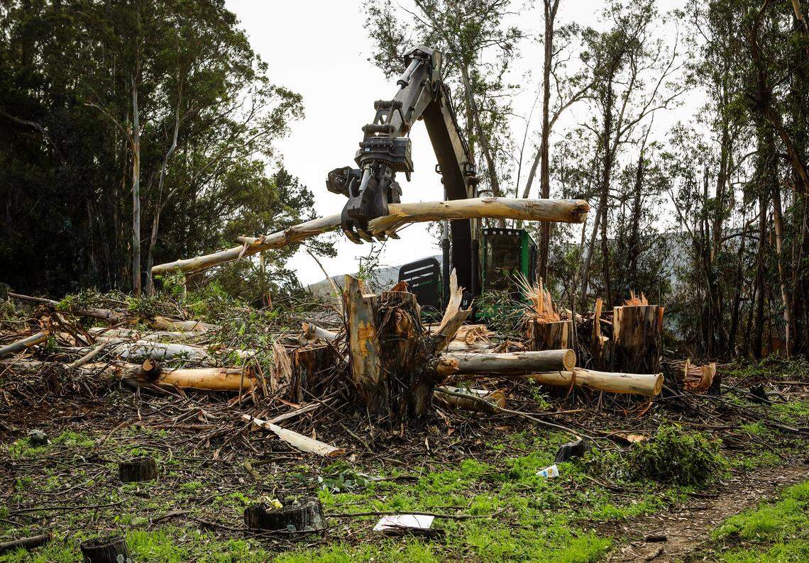 Trees are cleared at the site of the new San Luis Ranch housing development in San Luis Obispo.