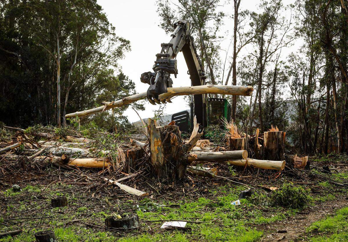 Many eucalyptus and other trees are being cleared at the site where new San Luis Ranch housing development in San Luis Obispo will be going in. The city may adopt policies that would reduce carbon emissions from energy use.