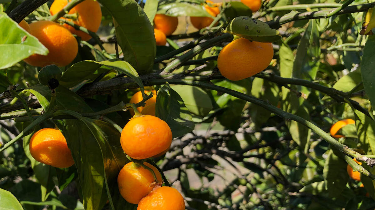 The UC Master Gardeners of San Luis Obispo County, California, will host a workshop July 19, 2025, on growing avocados and citrus in containers. 