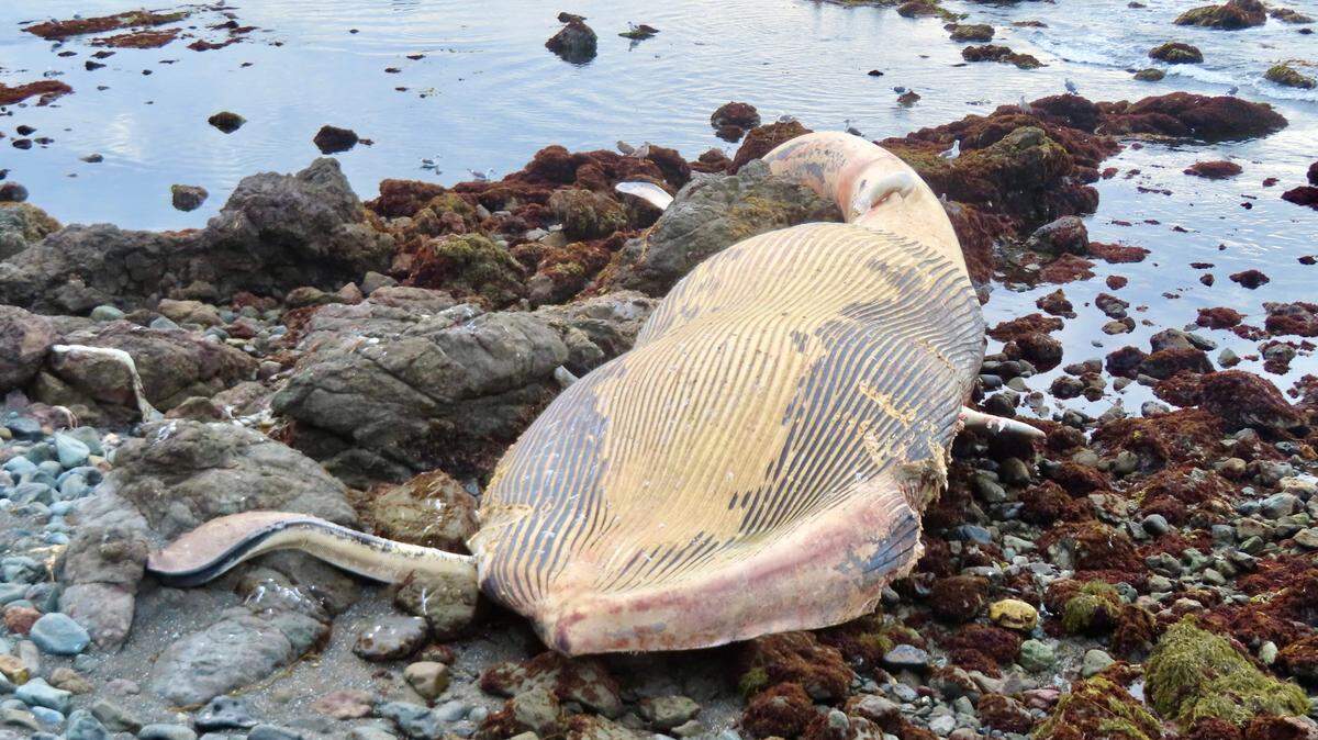 The carcass of a 61-foot fin whale washed up on the rocky shore near San Simeon over the weekend, seen here on Sunday, Aug. 25, 2024.