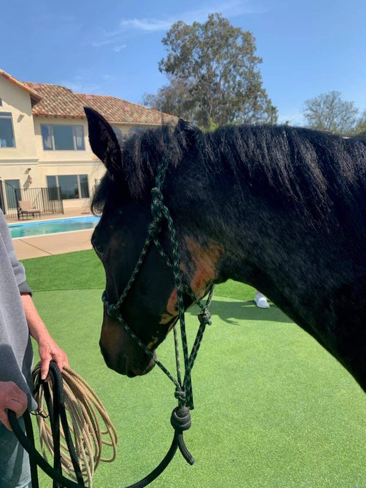 The horse scraped his face when he fell into the pool, according to the SLO County Horse Emergency Evacuation Team.