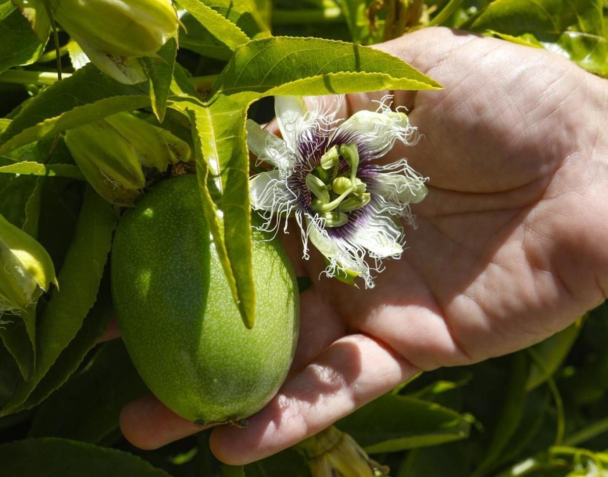 Passion fruit is among the crops grown through layered agriculture at Shanley Farms in Morro Bay.