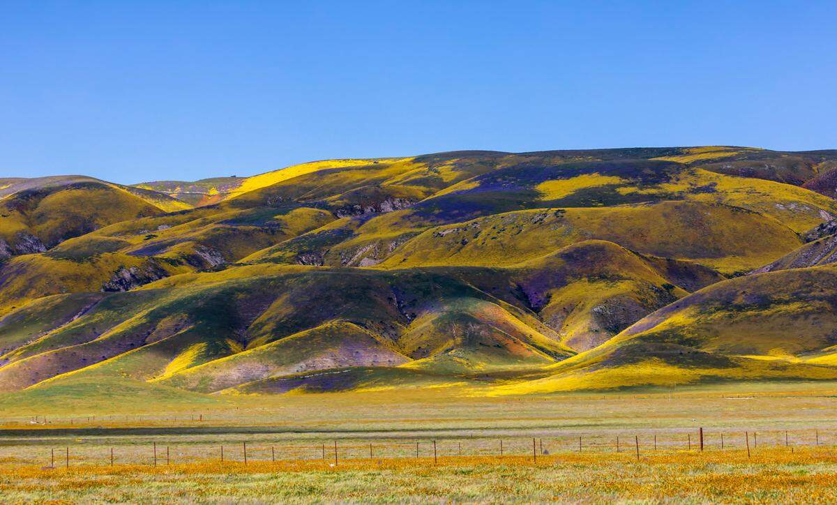 Colorful wildflowers carpet the hills of the Temblor Range on the Carrizo Plain.