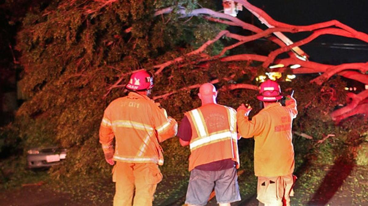 Firefighters survey the scene on San Pascual Street after a large branch fell to the street, taking down a high-voltage power line that critically injured a man.