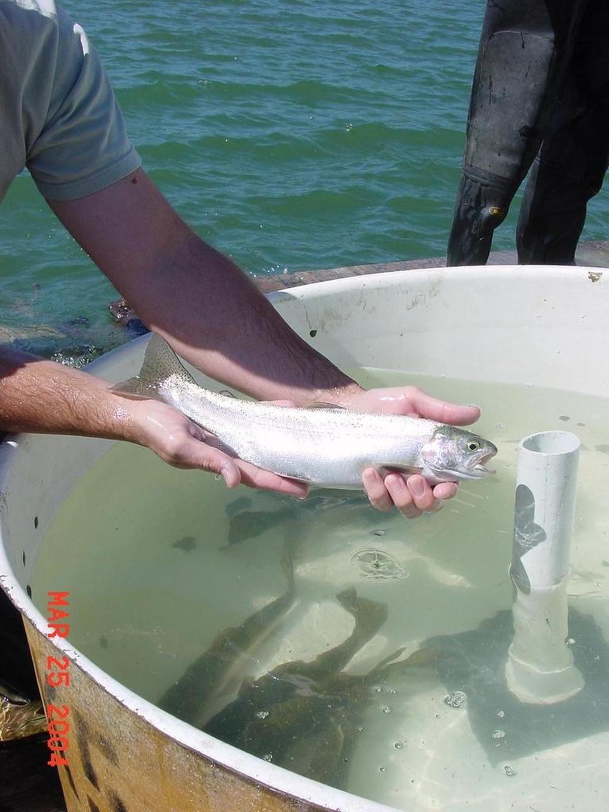 A steelhead trout caught in Whale Rock Reservoir. Caught steelhead are measured before being returned to the lake.