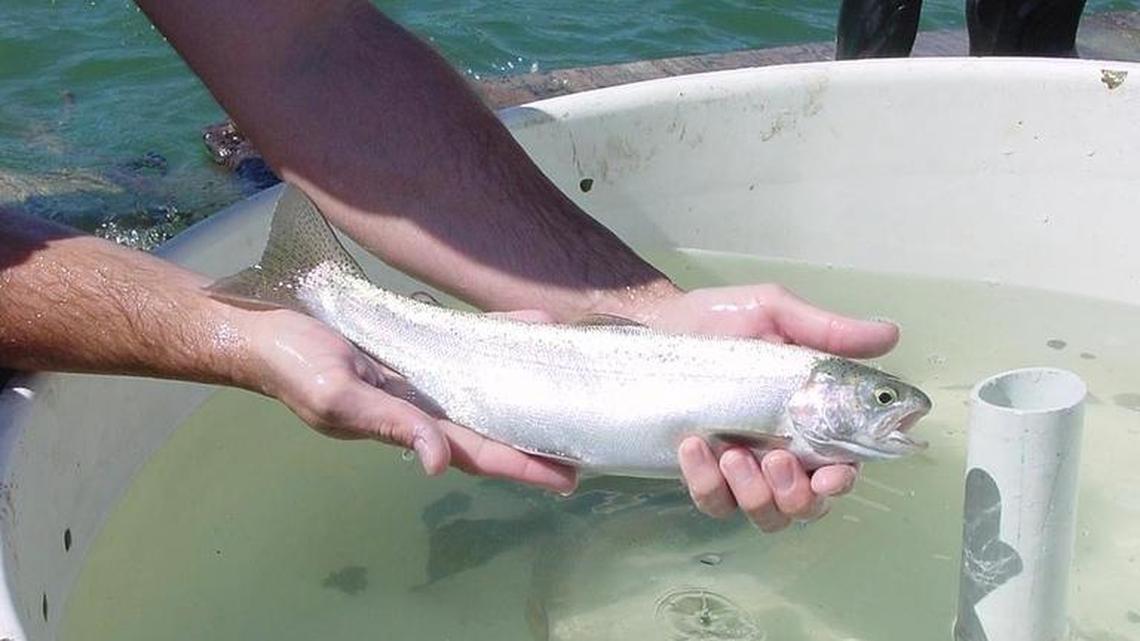 Fishing outlaws flocked to SLO County reservoir intent on coveted prize: ‘A heck of a fish’