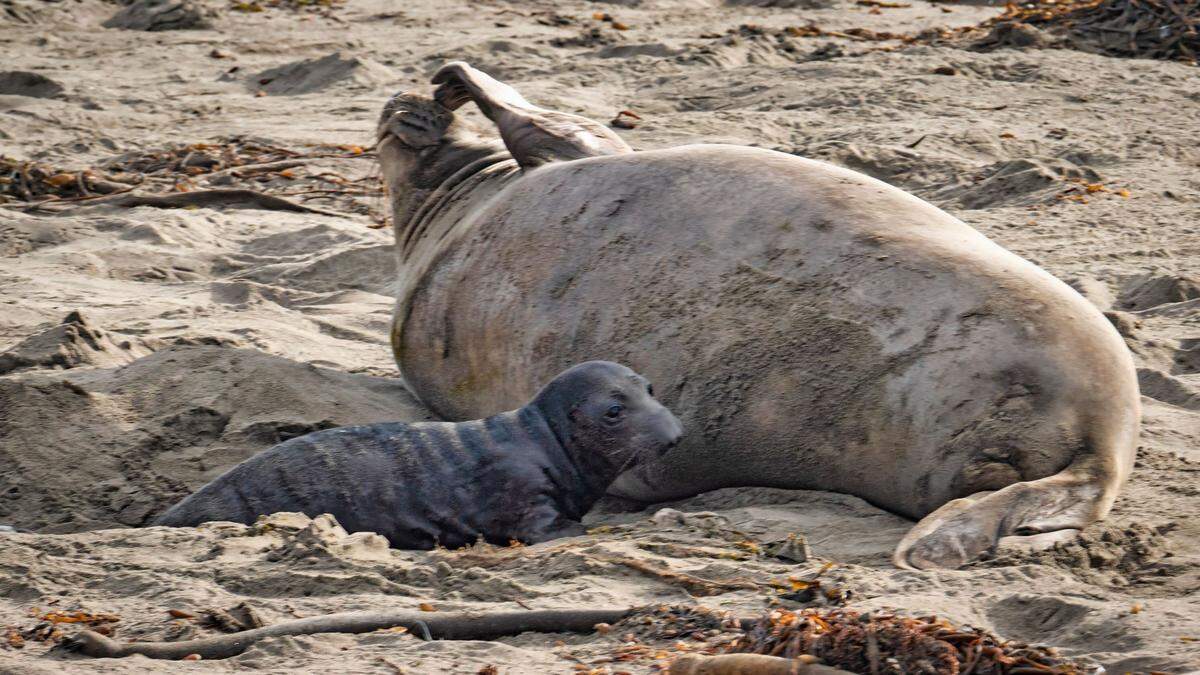 The first elephant seal of the breeding season was born the beach at Piedras Blancas in San Luis Obispo County, California. The pup, seen here with its mother, was named by lottery.&nbsp;
