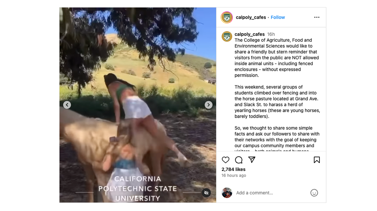 Cal Poly’s College of Agriculture, Food and Environmental Sciences warned students to stop trying to ride the horses on the San Luis Obispo university’s campus after videos showed some harassing the herd in May 2024.