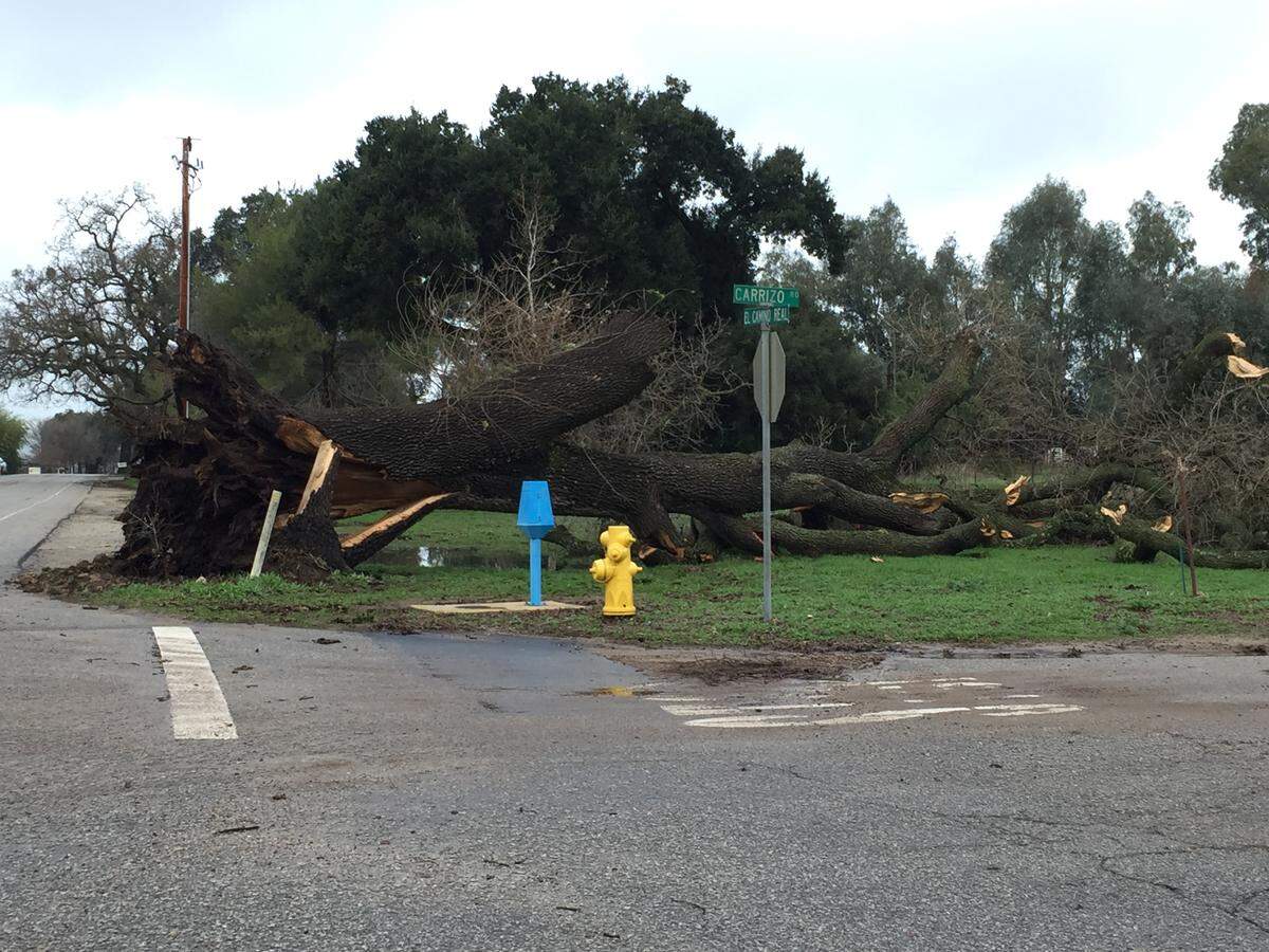 A downed tree lies at the the corner of Carrizo Road and El Camino Real in Atascadero on Thursday morning after a heavy storm pounded San Luis Obispo County.