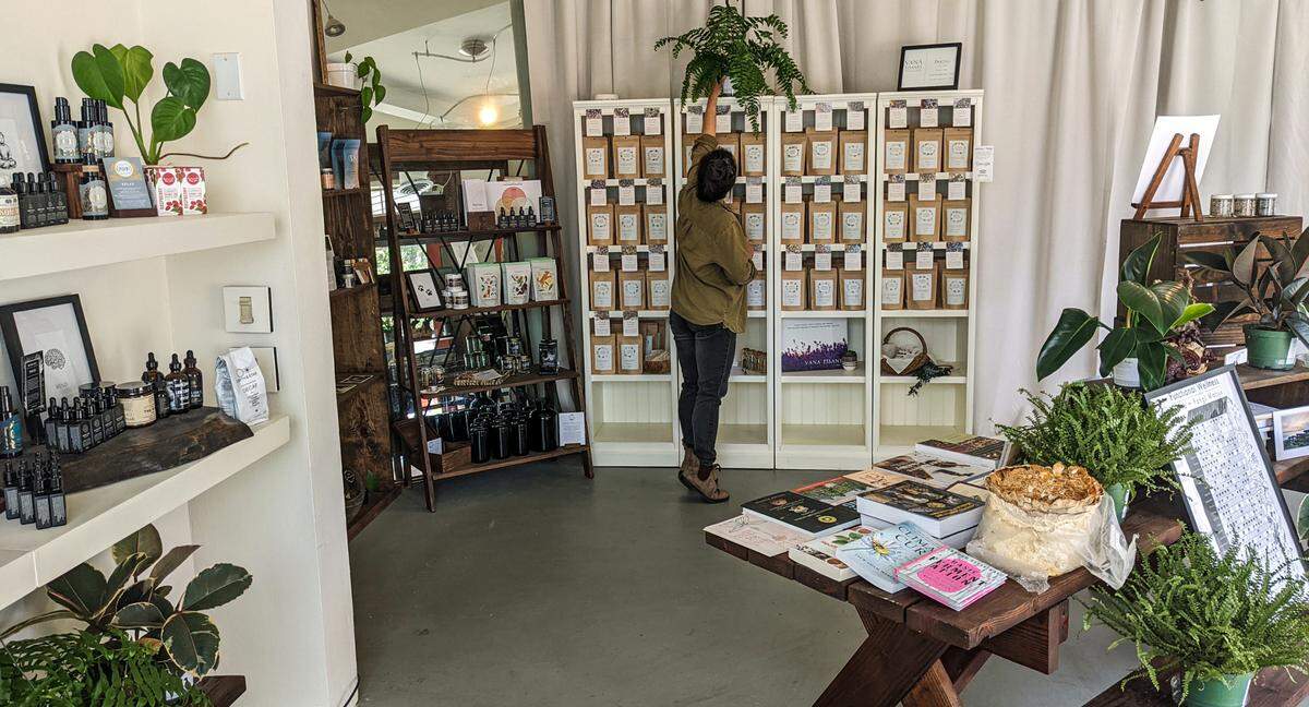 Meho Watanabe, who co-owns Plantae & Fungi in Cambria, checks one of the wellness shop’s air-filtering house plants.