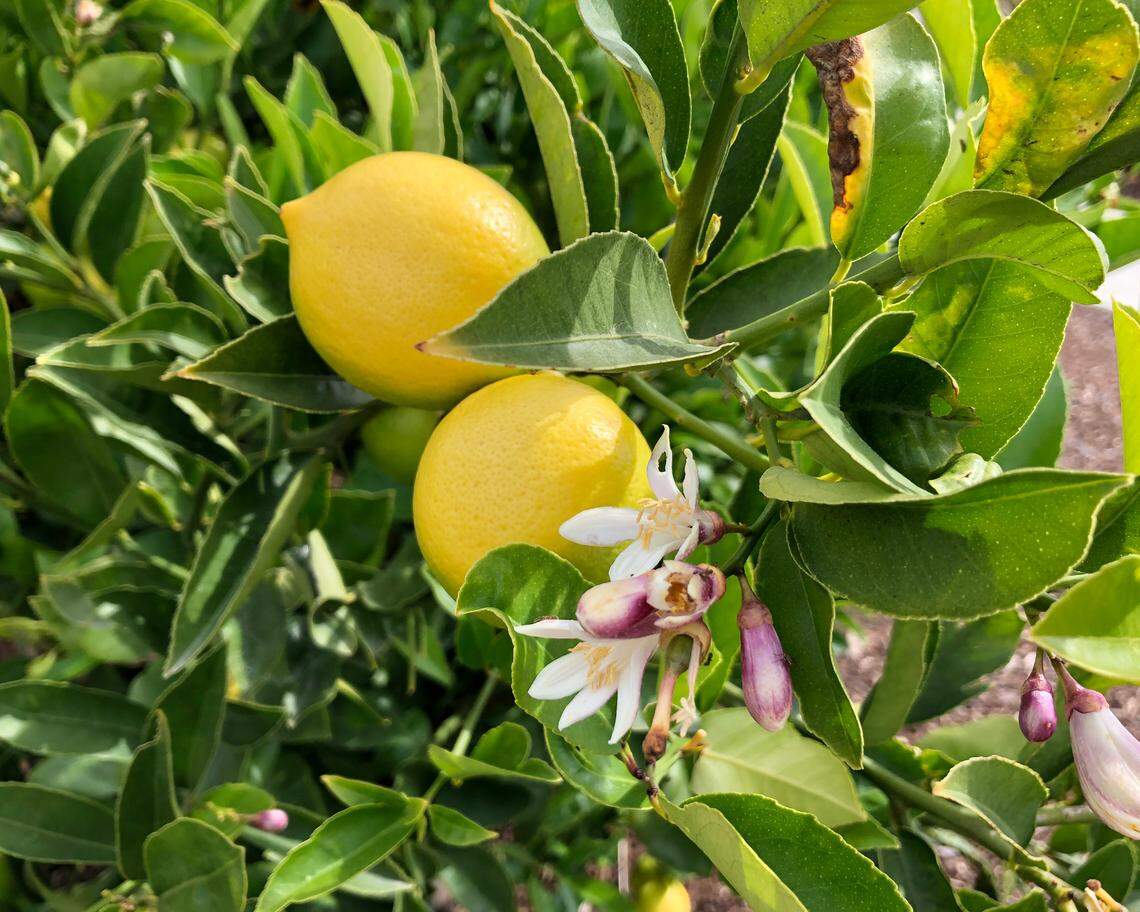 The UC Master Gardeners of San Luis Obispo County, California, will host a workshop July 19, 2025, on growing avocados and citrus in containers. 