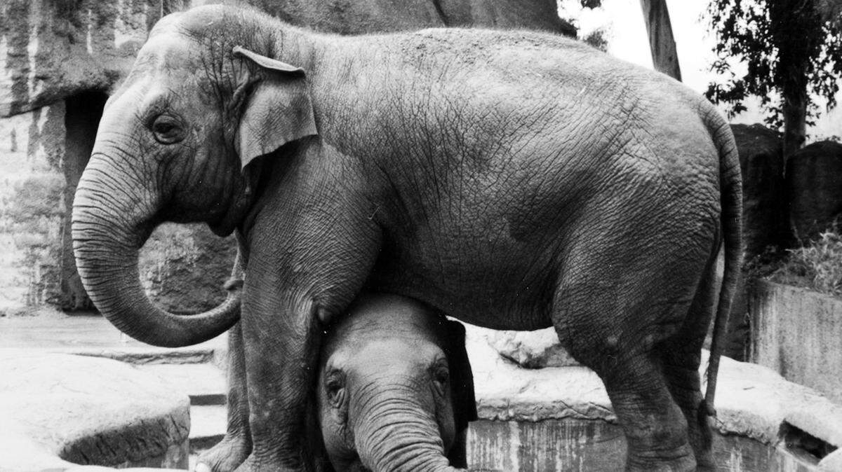 Sujatha, top, is pictured at the zoo in the 1970s. Sujatha and her companion, Little Mac, were brought to the zoo in 1972.