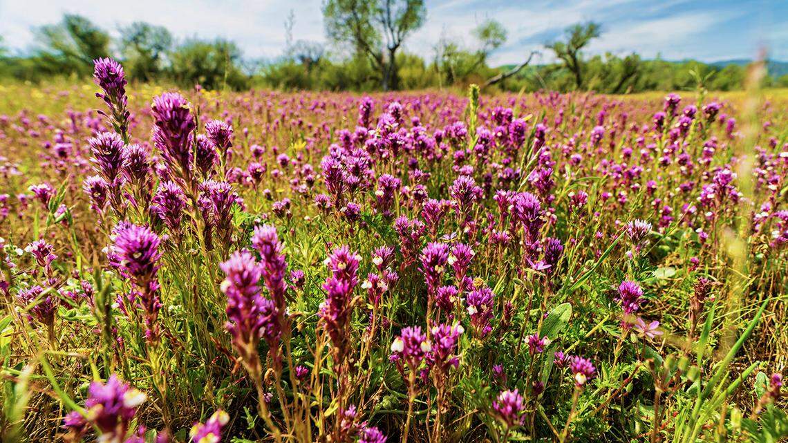 Trump’s policies could impact Central Coast public lands, waters. Here are 3 ways