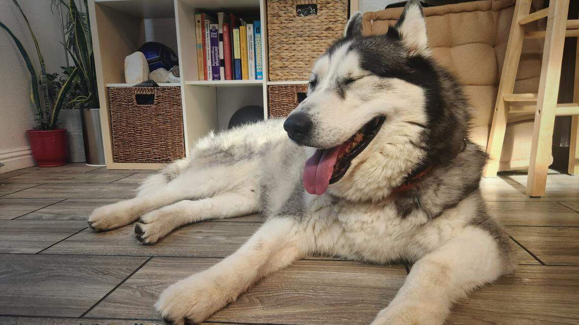 Looking for a ‘big teddy bear’ dog? Mallow the Alaskan malamute mix is available for adoption