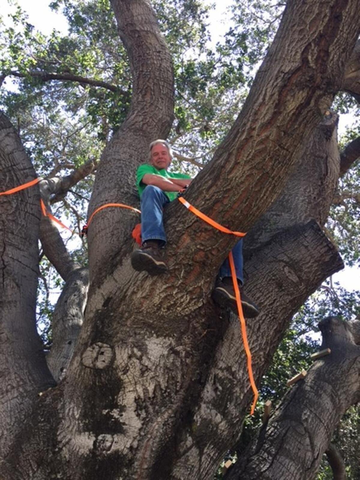 John Salisbury, whose home backs up to an old oak tree that the San Luis Coastal Unified School District plans to cut down, climbed into the tree at about 6 a.m. Wednesday morning to protest its removal.