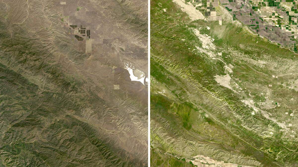 NASA satellite photos from April 2021 and April 2023 show how the Carrizo Plain National Monument looks during the superbloom compared to the drought of two years ago.
