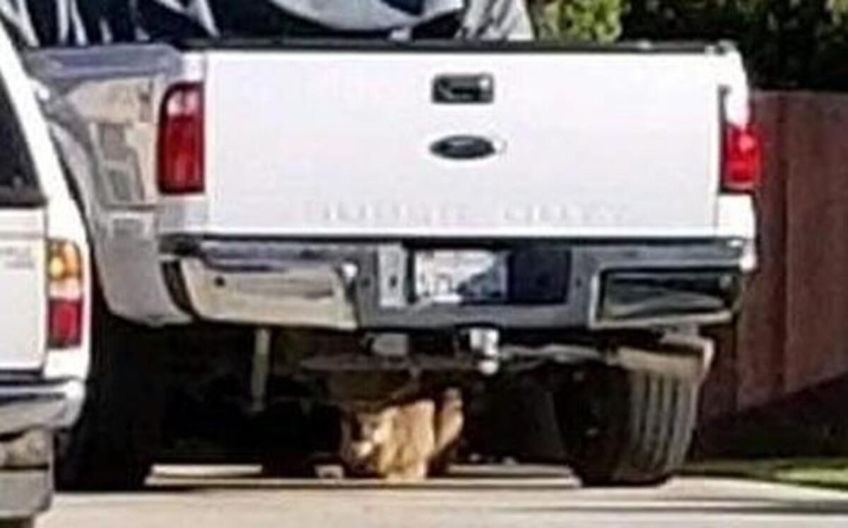 Santa Barbara County sheriff’s deputies were dispatched to a Santa Ynez neighborhood Friday, May 19, 2017, when an adult mountain lion was spotted laying under a pickup truck parked in a driveway.
