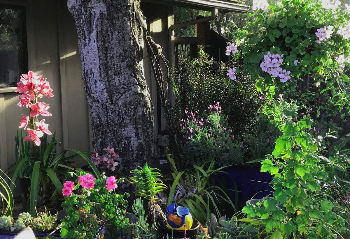 A small garden bursting forth with color can be a great source of optimism and hope, as columnist Kathe Tanner discovered.
