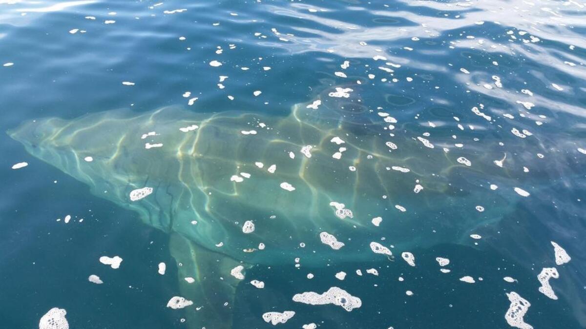 This great white shark reportedly snatched a lingcod off a fisherman’s line off the coast of Montaña de Oro at 2:02 p.m. Thursday, Dec. 29, 2016.