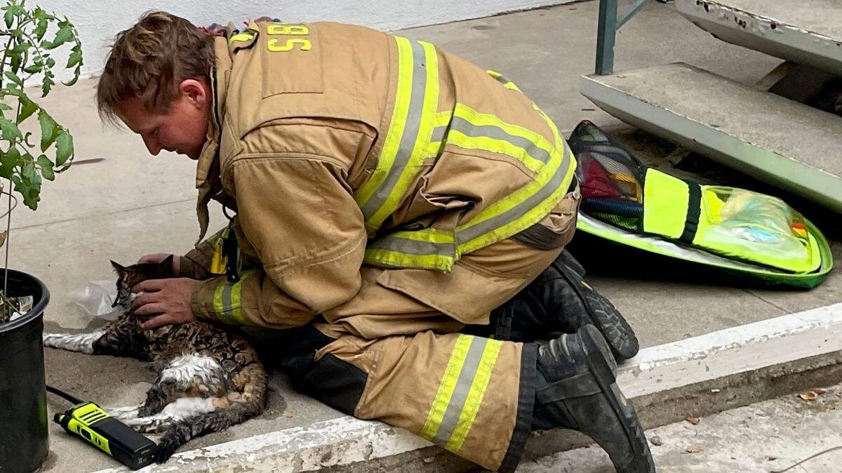 A firefighter gives oxygen to a cat that was injured Thursday evening in an apartment fire in Santa Barbara.