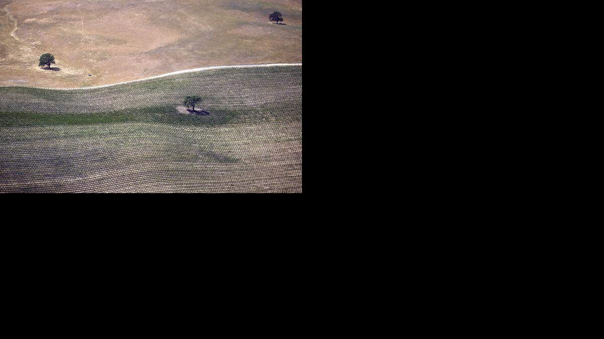 A vineyard east of Paso Robles near Highway 46 begins to leaf out as unirrigated hillsides dry out in April 2015.