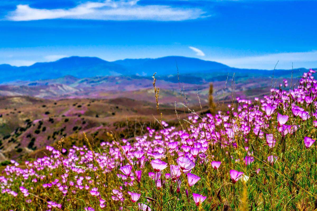 Colorful wildflowers carpet the hills of the Temblor Range on the Carrizo Plain.