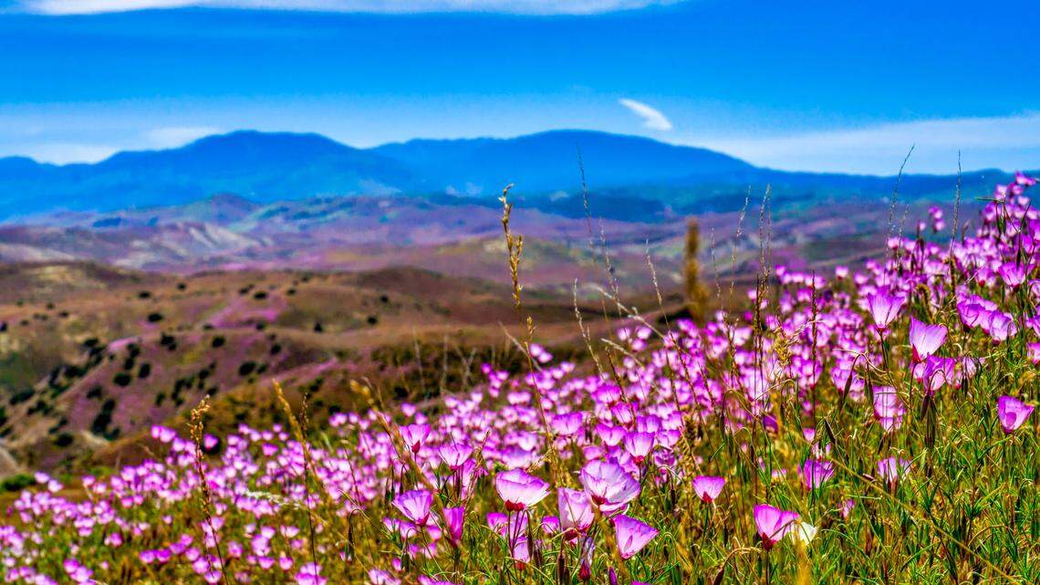 Wildflowers are already popping up in SLO County. What are chances of big bloom?