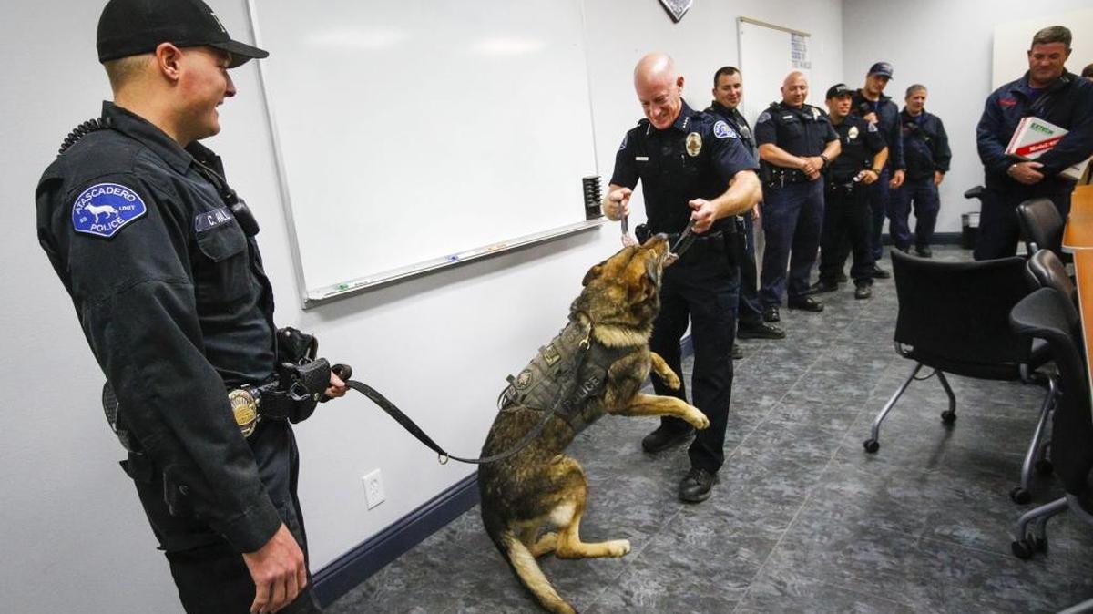 Atascadero police dog Atza plays during his retirement ceremony Wednesday.
