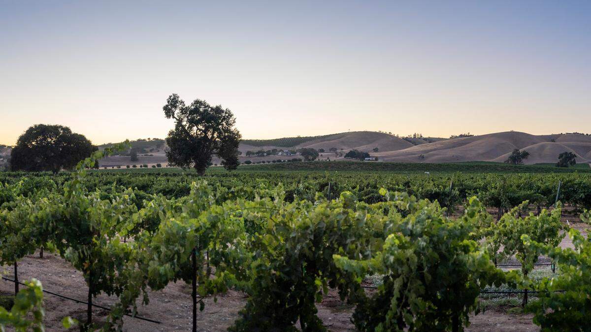 Wine grape vineyards extend to the hills around Paso Robles.