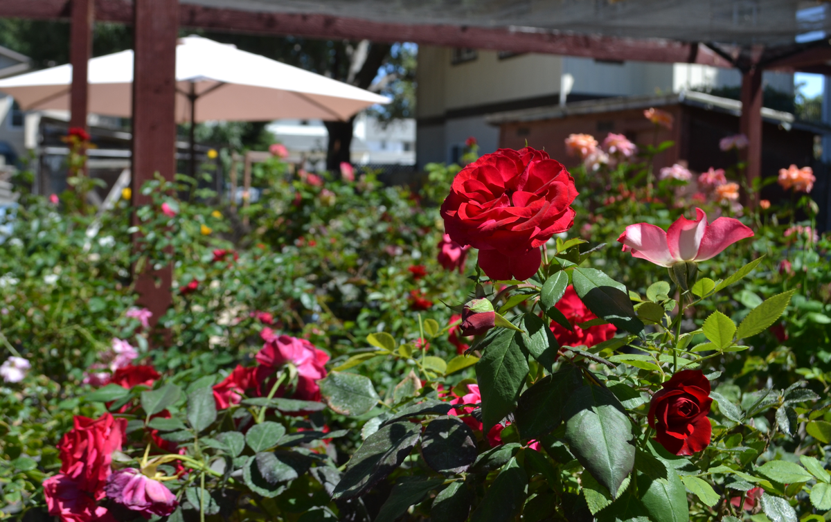 Roses for sale at Moore’s Western Nursery in Atascadero on Aug. 22, 2024. 