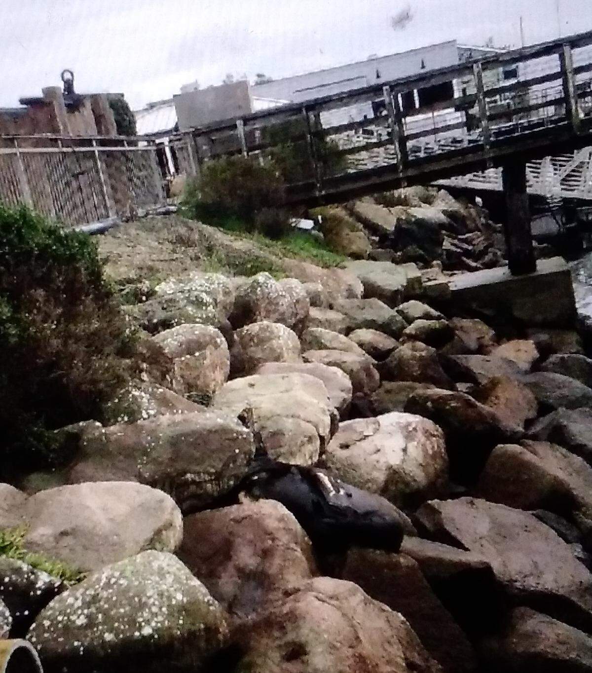 An injured sea lion rests on the rocks near Giovanni’s Fish Market and Galley in Morro Bay. The sea lion is recovering from shark bites.