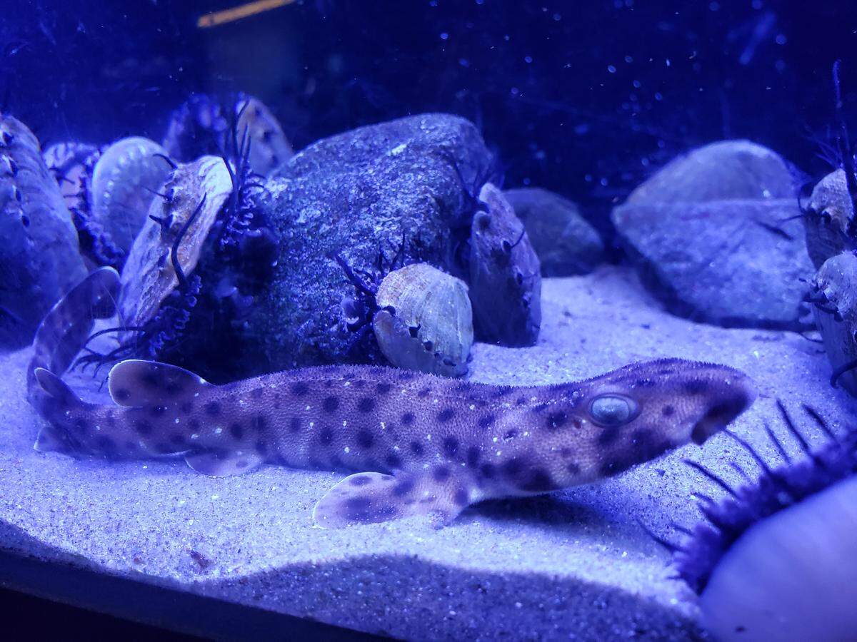 Juvenile swell sharks like the one pictured here are on display at the Central Coast Aquarium in Avila Beach.