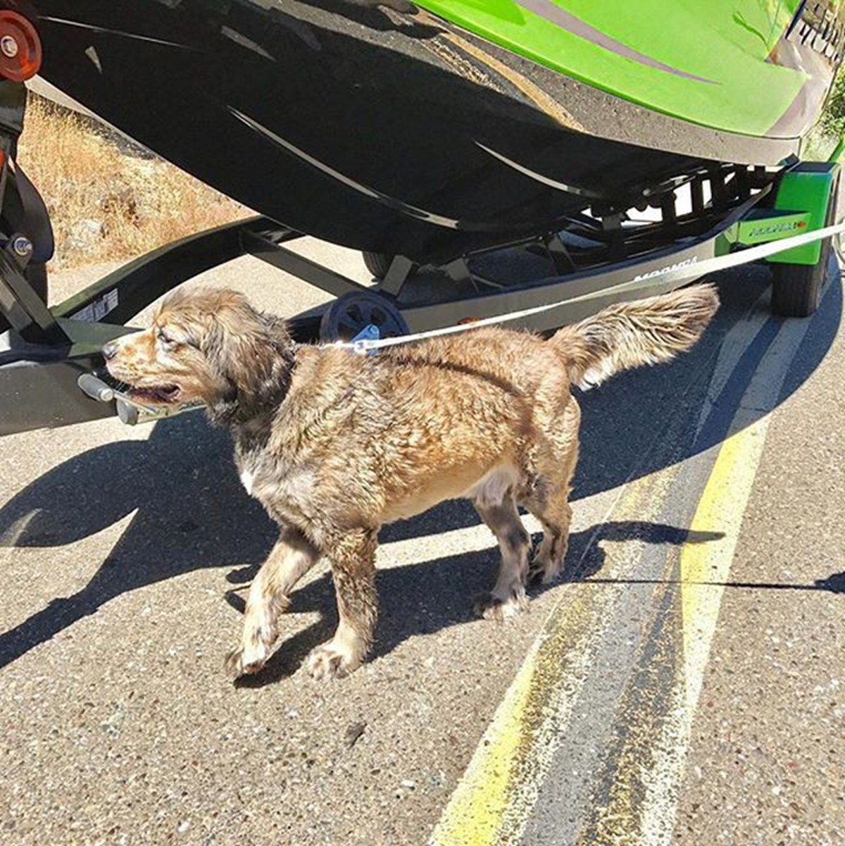 Mussel-sniffing dogs will inspect vessels at Lopez Lake for invasive quagga muscles on July 3 and July 4, 2023.