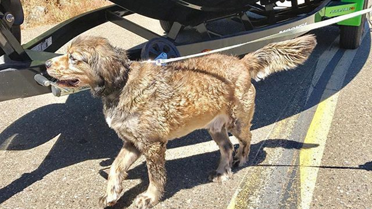 Mussel-sniffing dogs will inspect vessels at Lopez Lake for invasive quagga muscles on July 3 and July 4, 2023.