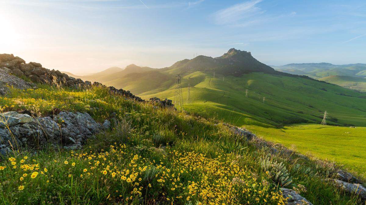 Wildflowers bloom on a hillside near Hollister Peak.