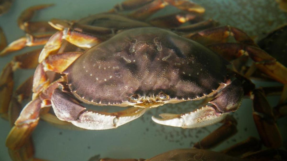 An imported Dungeness crab from Washington state is seen in a tank at San Francisco’s Fisherman’s Wharf in December.