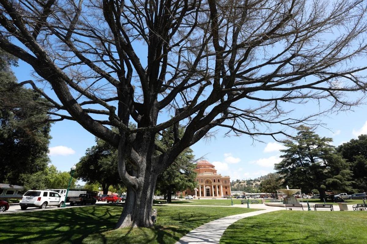 The 90-year-old deodar cedar, seen here last month, dates back to within 10 years of Sunken Gardens’ creation.