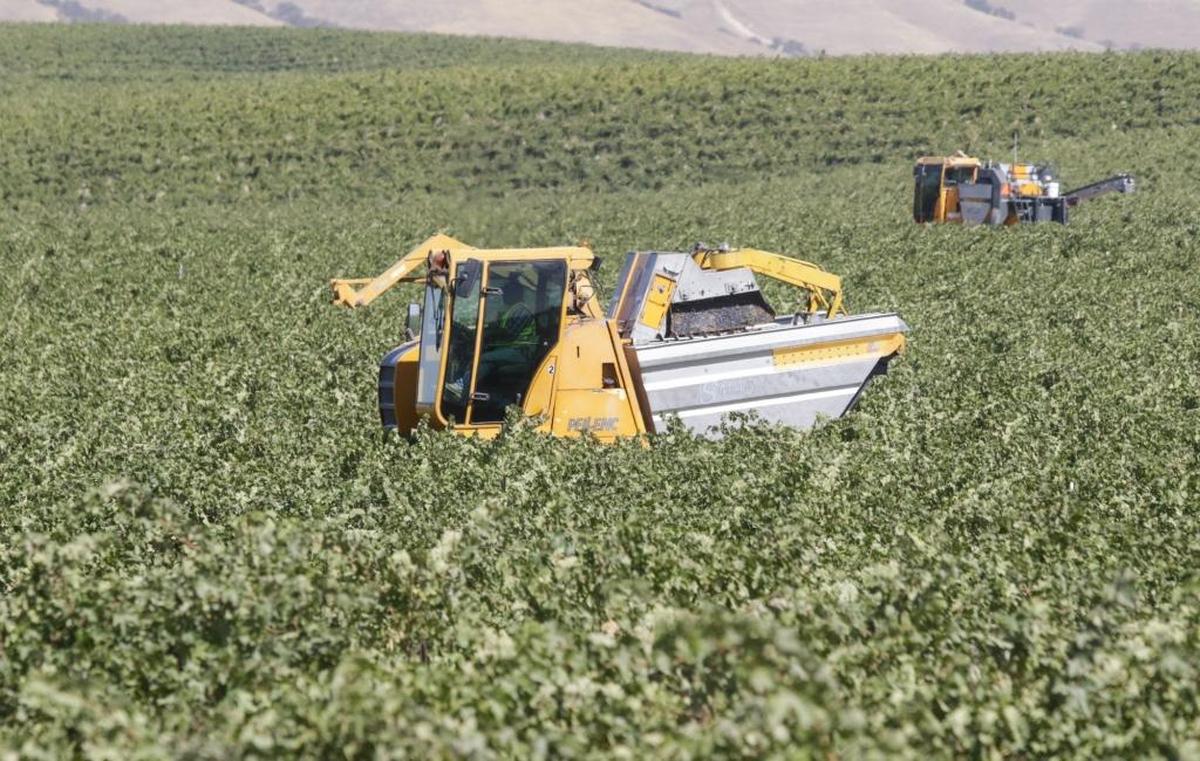 Workers harvest cabernet sauvignon grapes at J. Lohr Vineyards & Wines near the Paso Robles Municipal Airport in 2016.