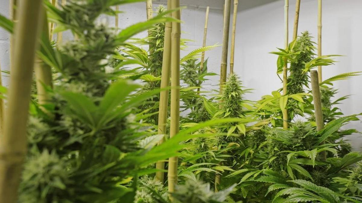 Marijuana plants.