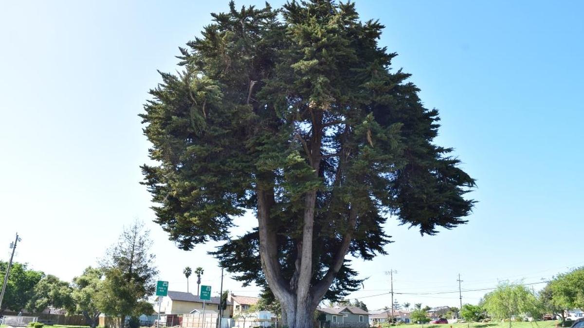 Crews in Grover Beach will remove the 90-foot tree from Ramona Garden Park on March 30, 2017.