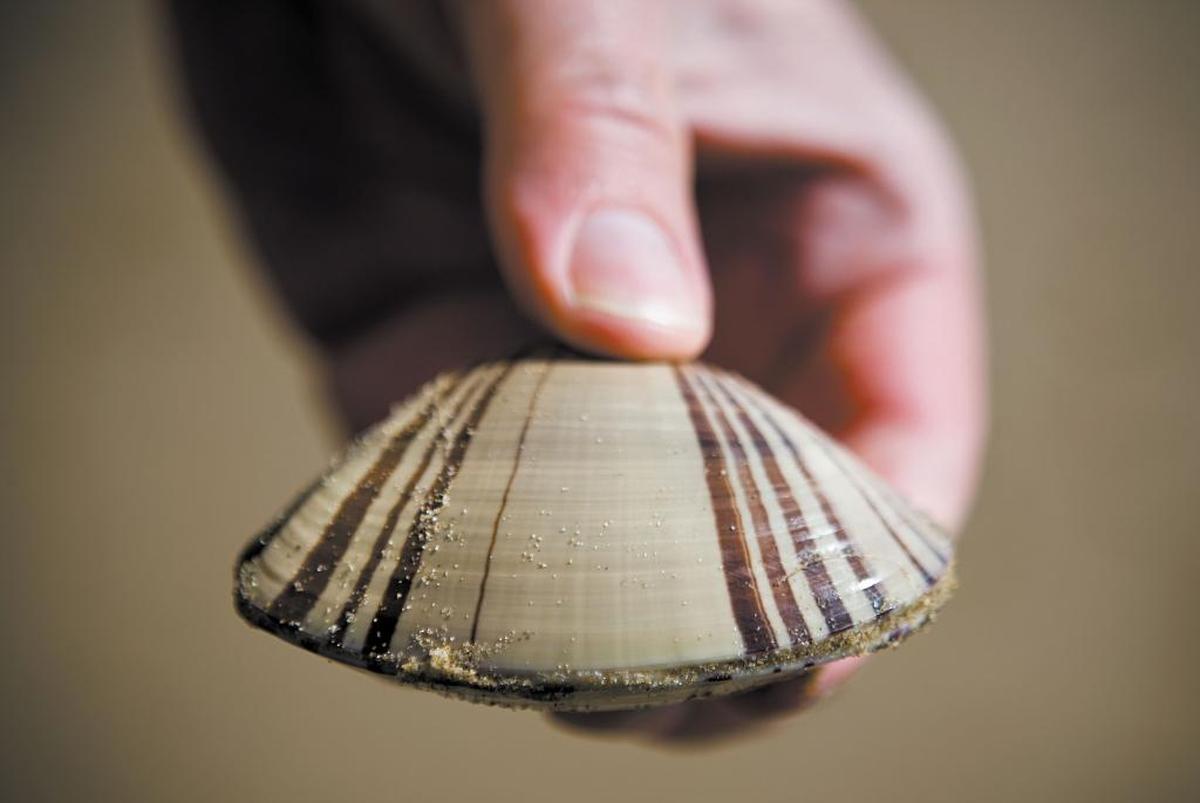 Overharvesting and a resurgence in the local otter population led to Pismo clams becoming all but extinct through the latter part of the 20th century.