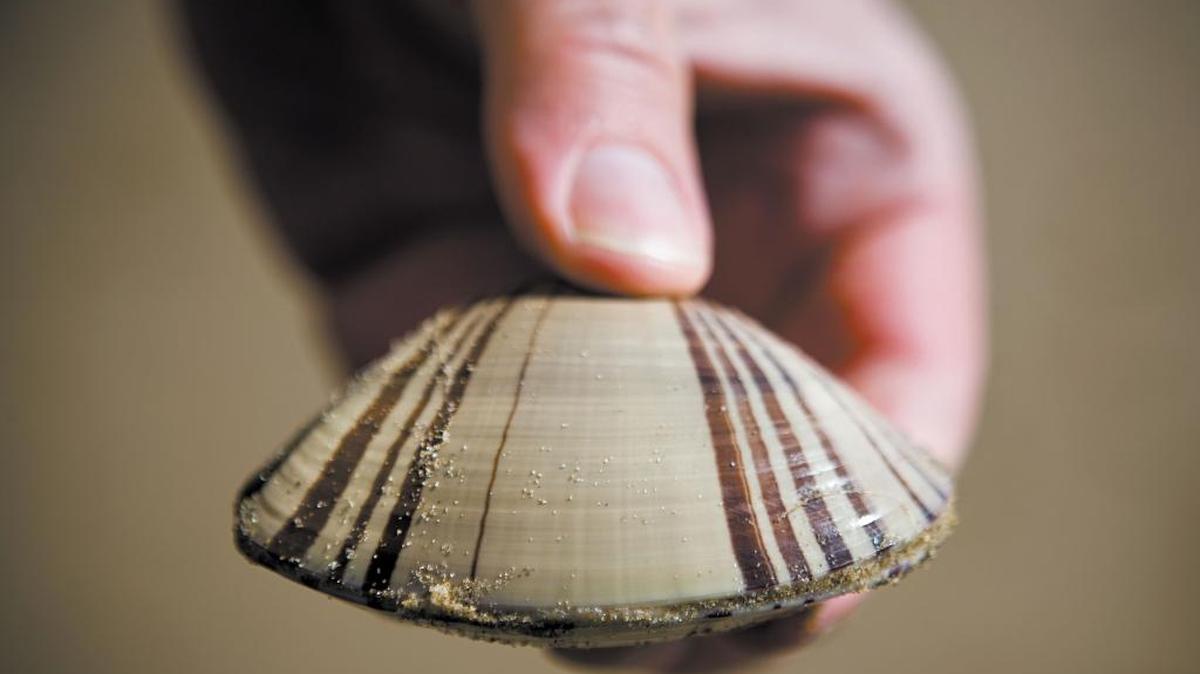 Overharvesting and a resurgence in the local otter population led to Pismo clams becoming all but extinct through the latter part of the 20th century.