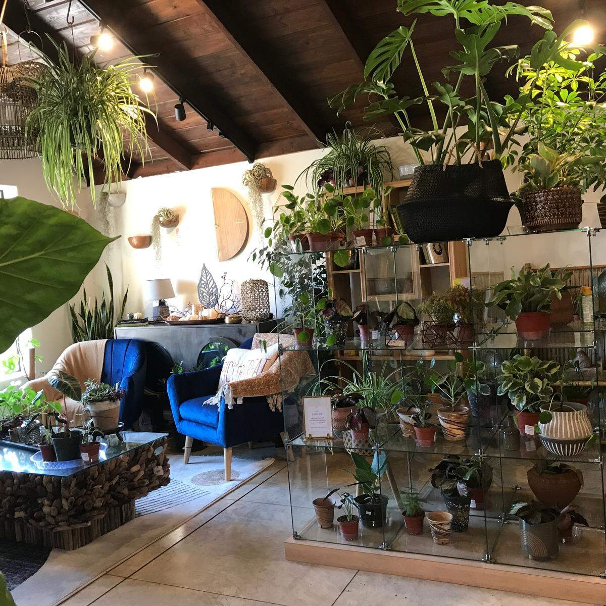 Indoor plants and home decor are among the offerings at the new Cambria Nursery Downtown store, 4039 Burton Drive in Cambria’s East Village district.
