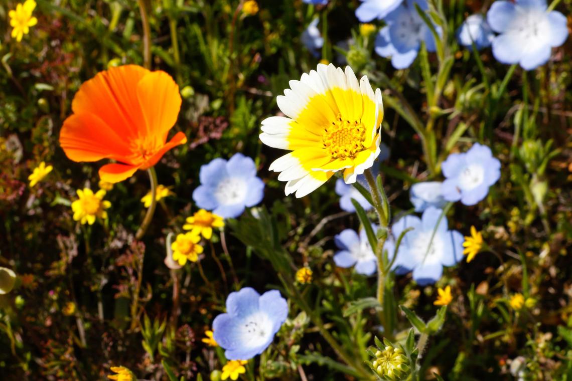 In the best years, a multi-colored “Persian Carpet” of flowers sprouts at the Avenales Ranch property near the intersection of Shell Creek Road and Highway 58, including California poppies, baby blue eyes and tidy tips and goldfields.
