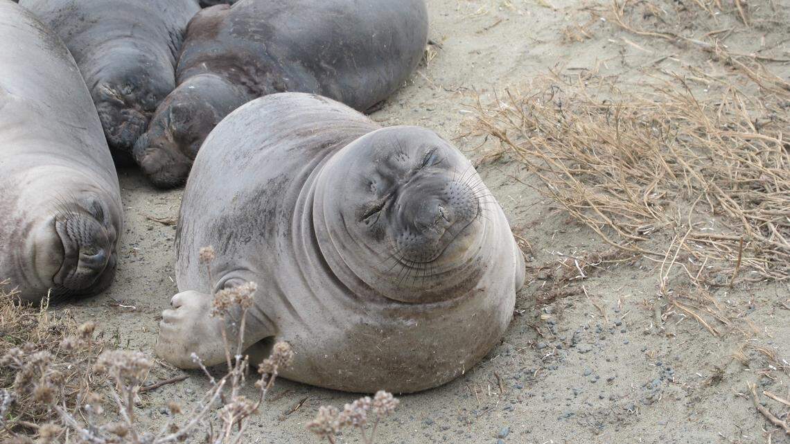 Stranded elephant seal pups wash up in SLO County. What to do if you see one