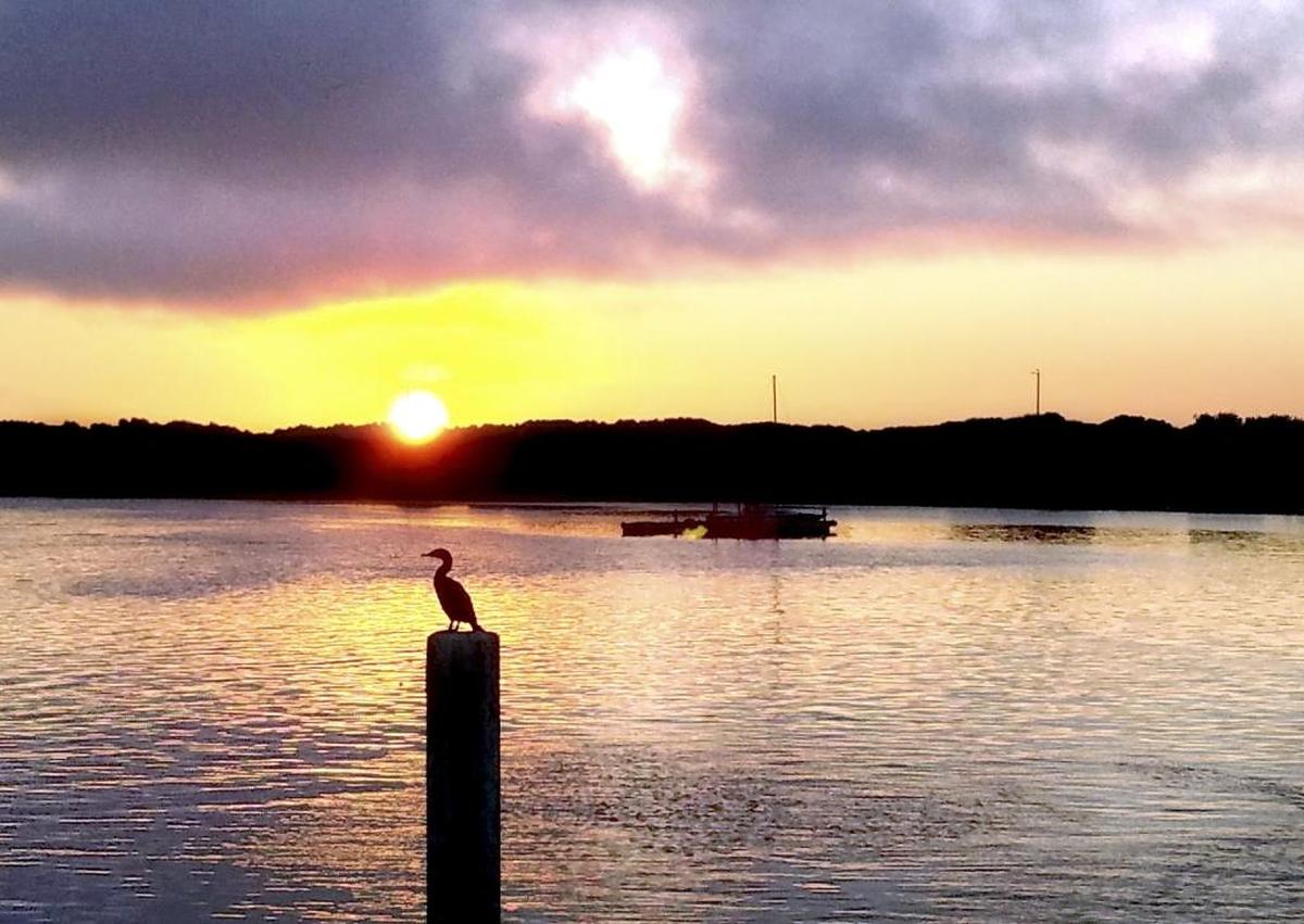 A seabird sits on a post on a calm August evening at the Morro Bay harbor.