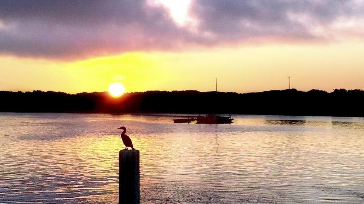 A seabird sits on a post on a calm August evening at the Morro Bay harbor.