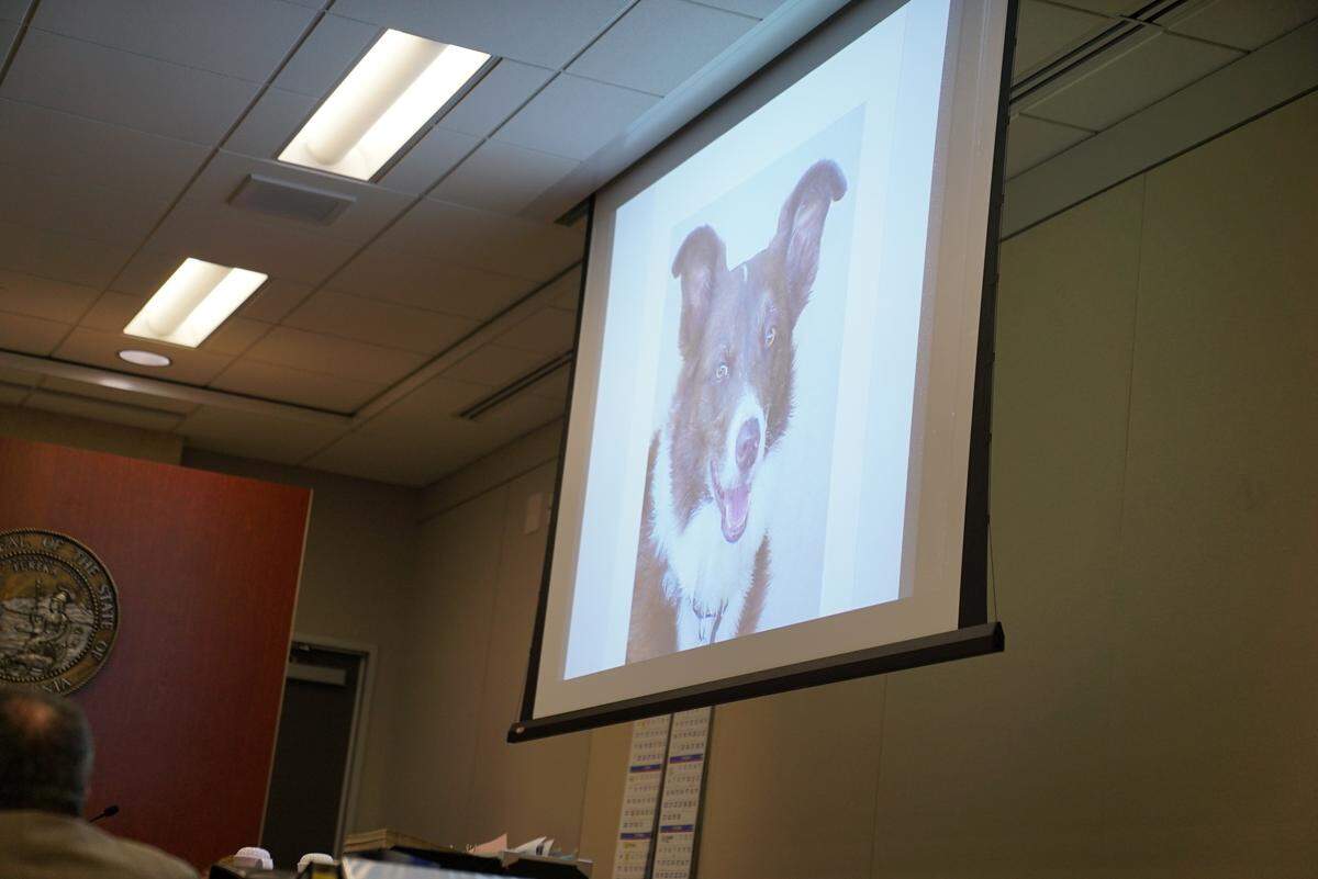 An image of Cholla, a cadaver dog who was brought in during the 1996 search for missing Cal Poly student Kristin Smart, is shown to the jury. Her handler, Adela Morris, said the dog signaled at the door of defendant Paul Flores’ dorm during testimony on Aug. 15, 2022.